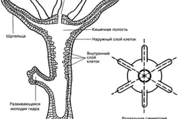 Новый адрес кракен